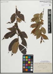 Foto von Salix pentandra L.
